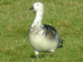 Barnacle Goose x Snow Goose hybrid